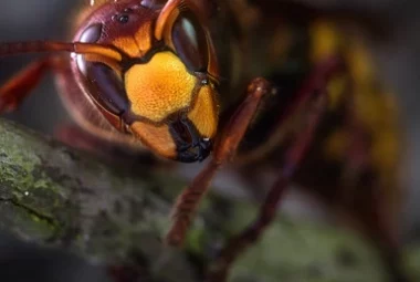 Réunion publique – Piégeage du frelon asiatique